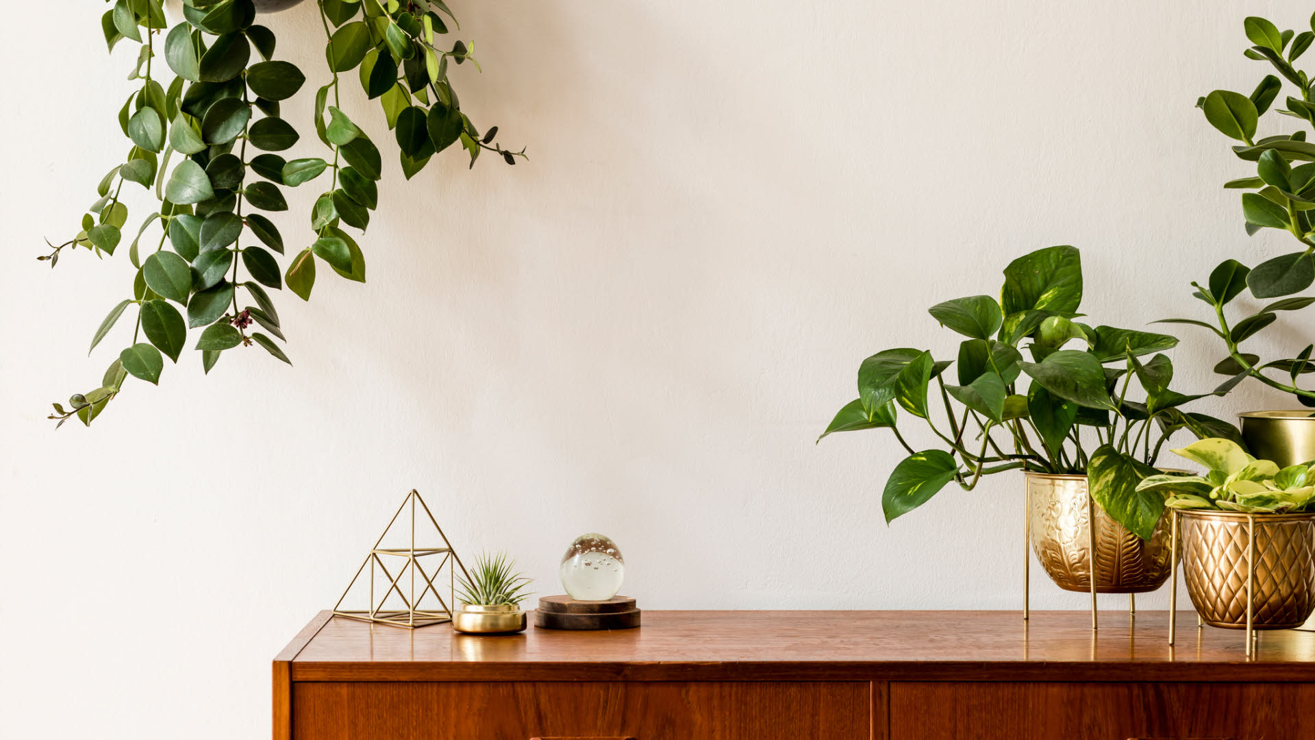 Bilde gr&oslash;nne planter p&aring; sjenk (1).jpg