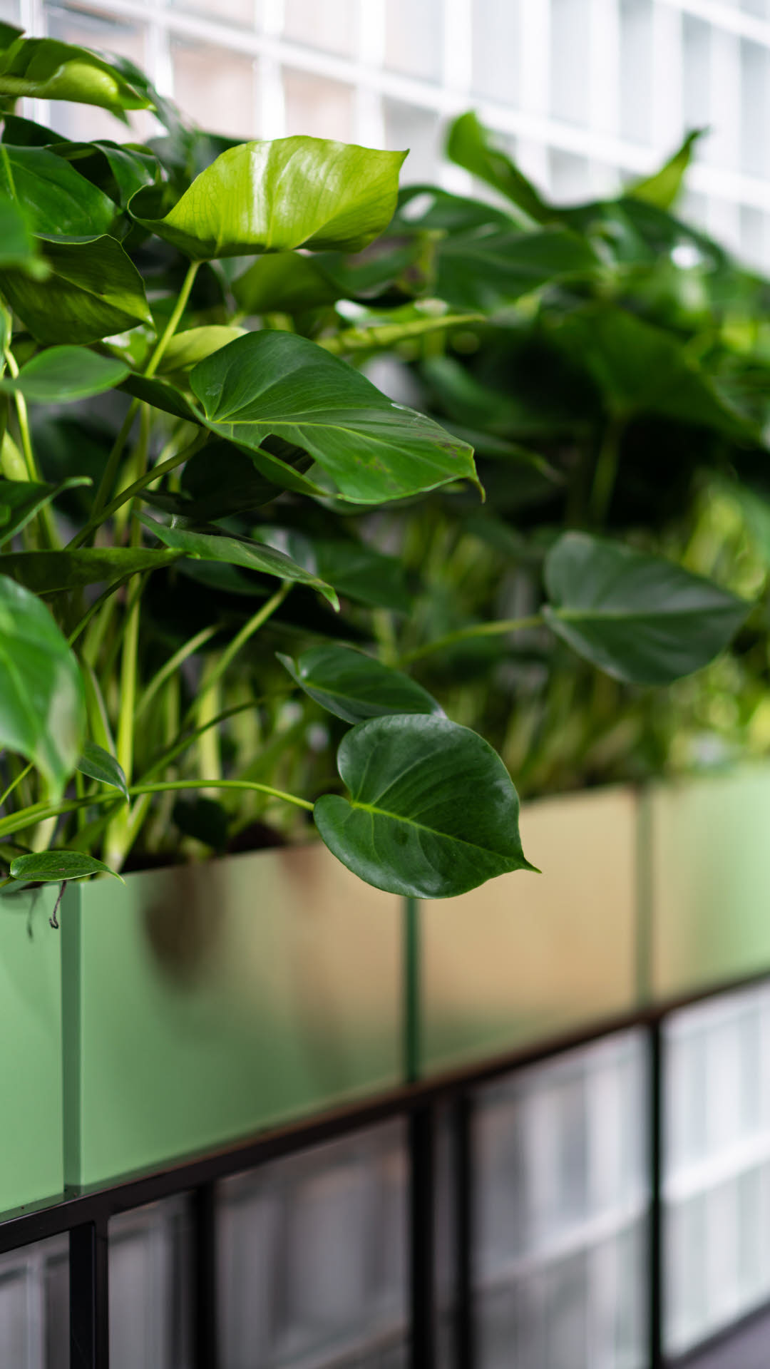 Gr&oslash;nneplanter i kasser langs vegg_st&aring;ende format (1).jpg