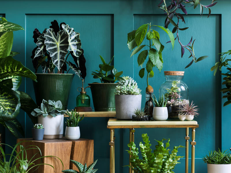 Bildet viser mange grønne planter. Ulike typer av planter i forskjellige blomsterpotter. Den brune hyllen med blomstene står mot en blågrønn vegg.